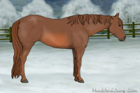 Horse Color:Liver Chestnut Sabino