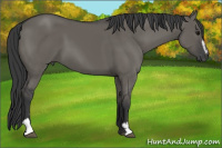 Horse Color:Grullo Sabino 