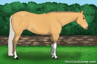 Horse Color:Silver Buckskin 