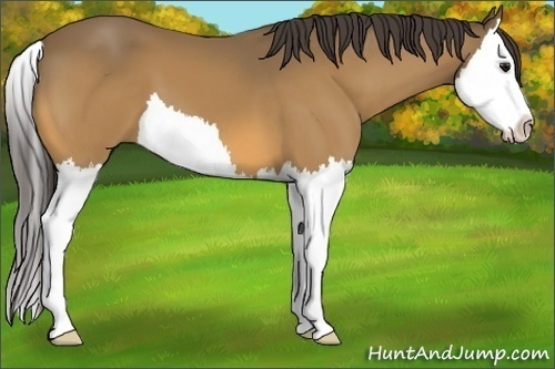 Horse Color:Buckskin Splash 