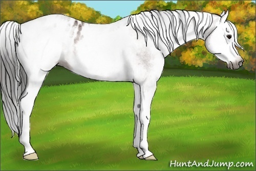 Horse Color:Gray White Spotted Bay Splash Appaloosa 