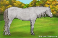 Horse Color:Grullo Appaloosa 