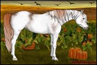 Horse Color:Gray White Spotted Chestnut 