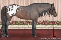 Horse Color:Bay Appaloosa 