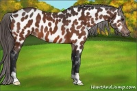 Horse Color:Bay Appaloosa 