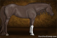 Horse Color:Liver Red Roan 