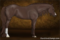 Horse Color:Liver Chestnut