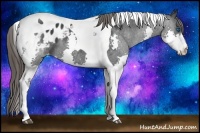 Horse Color:Black Splash Tobiano Appaloosa 