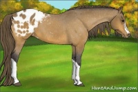 Horse Color:Buckskin Blanket 