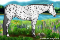 Horse Color:Black Appaloosa