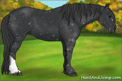 Horse Color: Black 