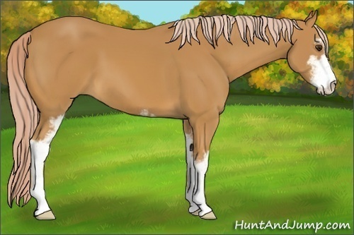 Horse Color: Palomino Sabino 