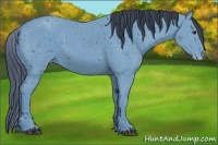 Horse Color:ERROR: UNKNOWN ANOMALY