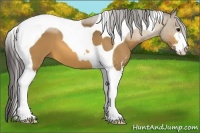 Horse Color:Buckskin Sabino Tobiano 
