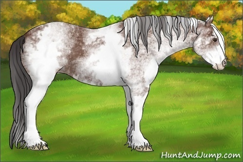 Horse Color: White Spotted Bay 