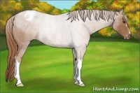 Horse Color:Red Roan Appaloosa Rabicano 