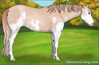 Horse Color:Gold Champagne Sabino Splash 