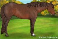 Horse Color:Liver Chestnut Sabino