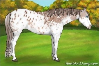 Horse Color:Bay Sabino Splash Appaloosa 