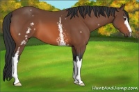 Horse Color:White Spotted Bay 