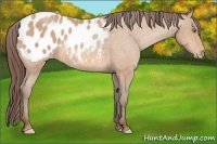 Horse Color:Amber Champagne Appaloosa 
