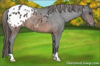 Horse Color:Brown Appaloosa 