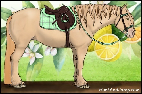 Horse Color:Gold Champagne 