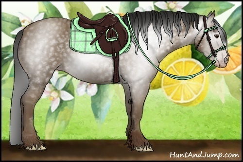 Horse Color:Gray Classic Champagne 