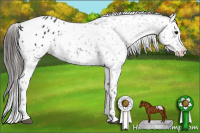 Horse Color:Black Appaloosa Rabicano 