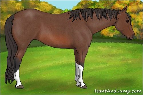 Horse Color: Unknown 