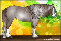 Horse Color:Gray Red Roan Splash Appaloosa