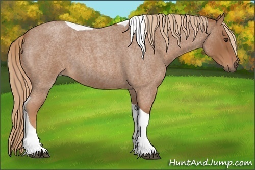 Horse Color:Red Roan Tobiano