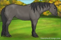 Horse Color:Grullo Rabicano