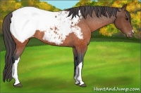 Horse Color:Brown Appaloosa