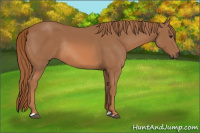 Horse Color:Chestnut Rabicano