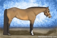 Horse Color:Buckskin Sabino 