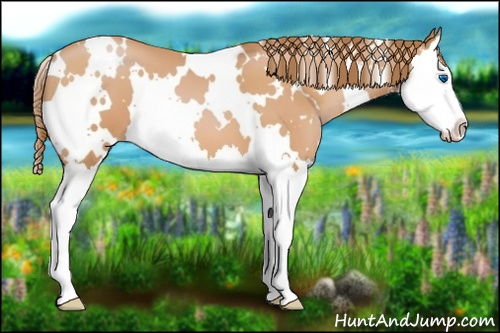 Horse Color: White Spotted Bay Pearl Splash 