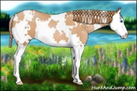 Horse Color:White Spotted Bay Pearl Splash