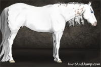 Horse Color:White Spotted Bay Splash 