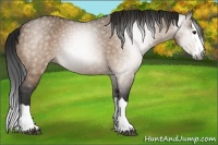 Horse Color:Gray Bay Dun Splash