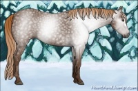 Horse Color:Gray Chestnut 