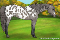 Horse Color:Brown Dun Blanket Rabicano 