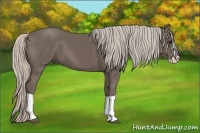 Horse Color:Silver Black Splash 