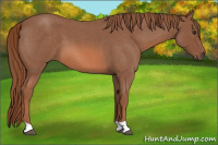 Horse Color:Red Roan 