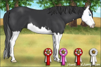 Horse Color:Brown Sabino Splash 