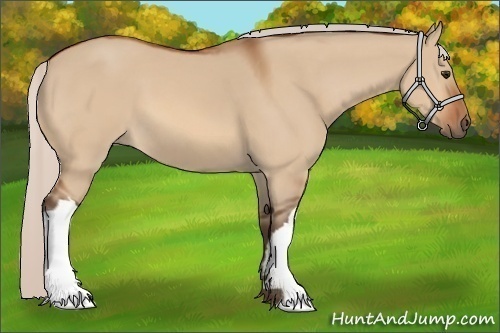 Horse Color:Silver Bay Dun 