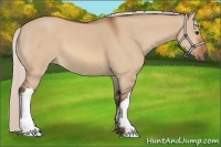 Horse Color:Silver Bay Dun