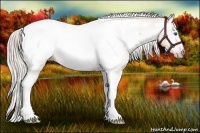 Horse Color:Gray Silver Sable Cream Champagne Dun Splash Tobiano Frame Snowcap Rabicano 