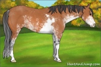 Horse Color:Bay Sabino 