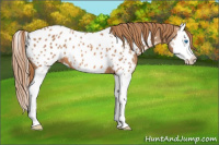 Horse Color:Red Roan Splash Appaloosa